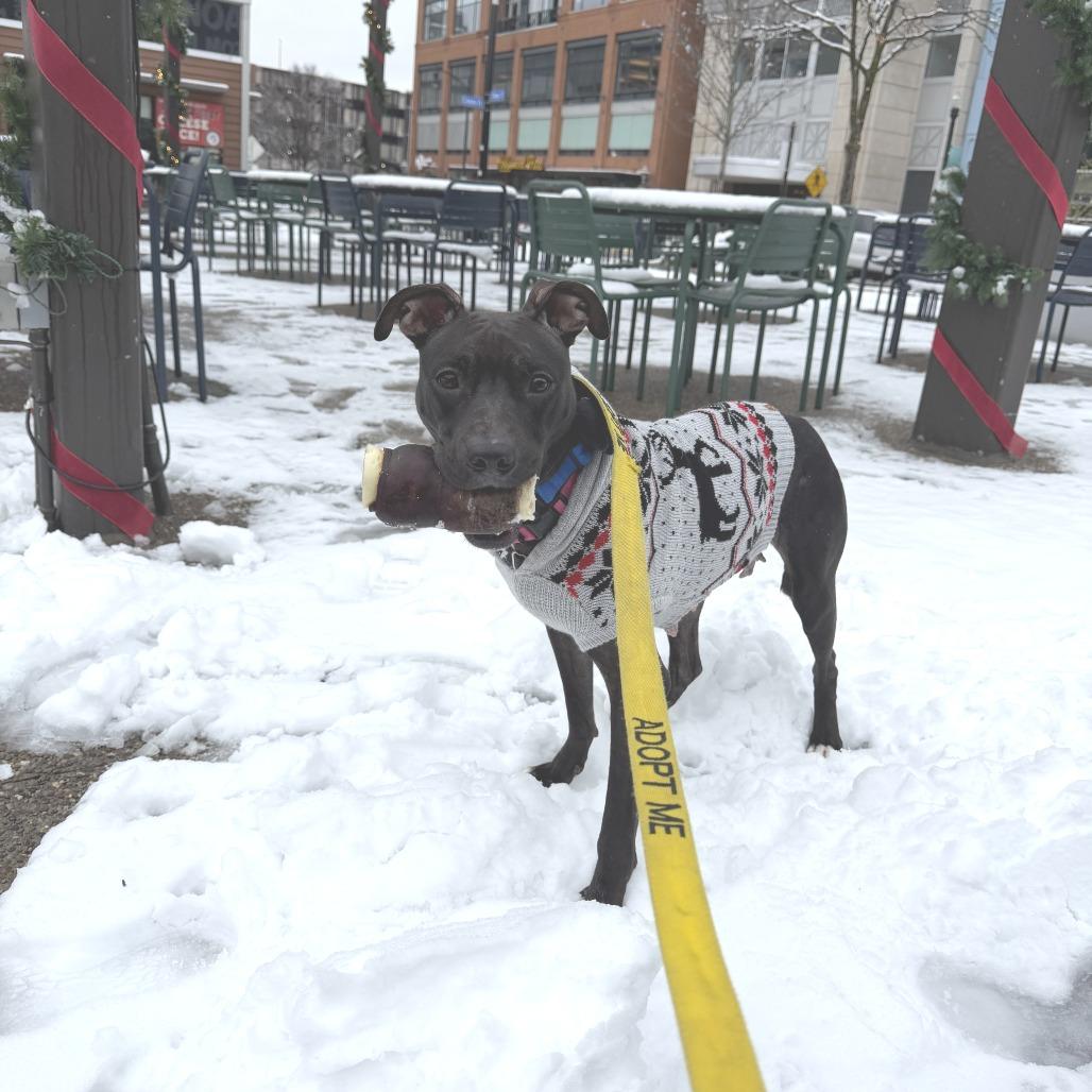 Enlarge Marge, a Adoptable Mixed Breed in Pittsburgh, PA image 1/6