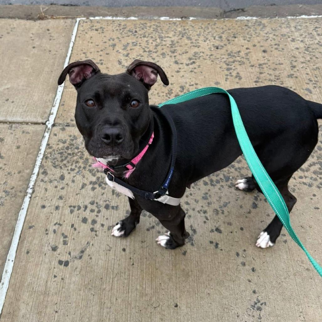 Enlarge Marge, a Adoptable Mixed Breed in Pittsburgh, PA image 2/6