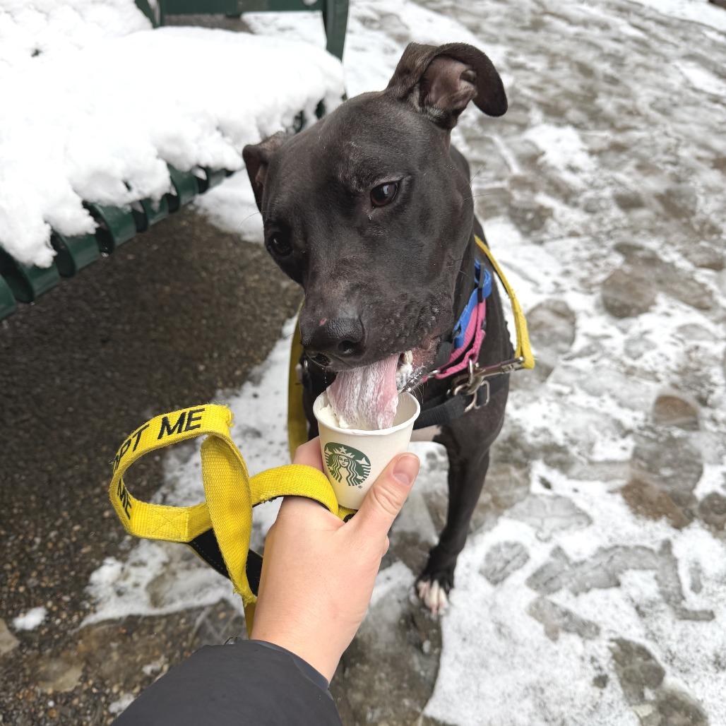 Enlarge Marge, a Adoptable Mixed Breed in Pittsburgh, PA image 3/6