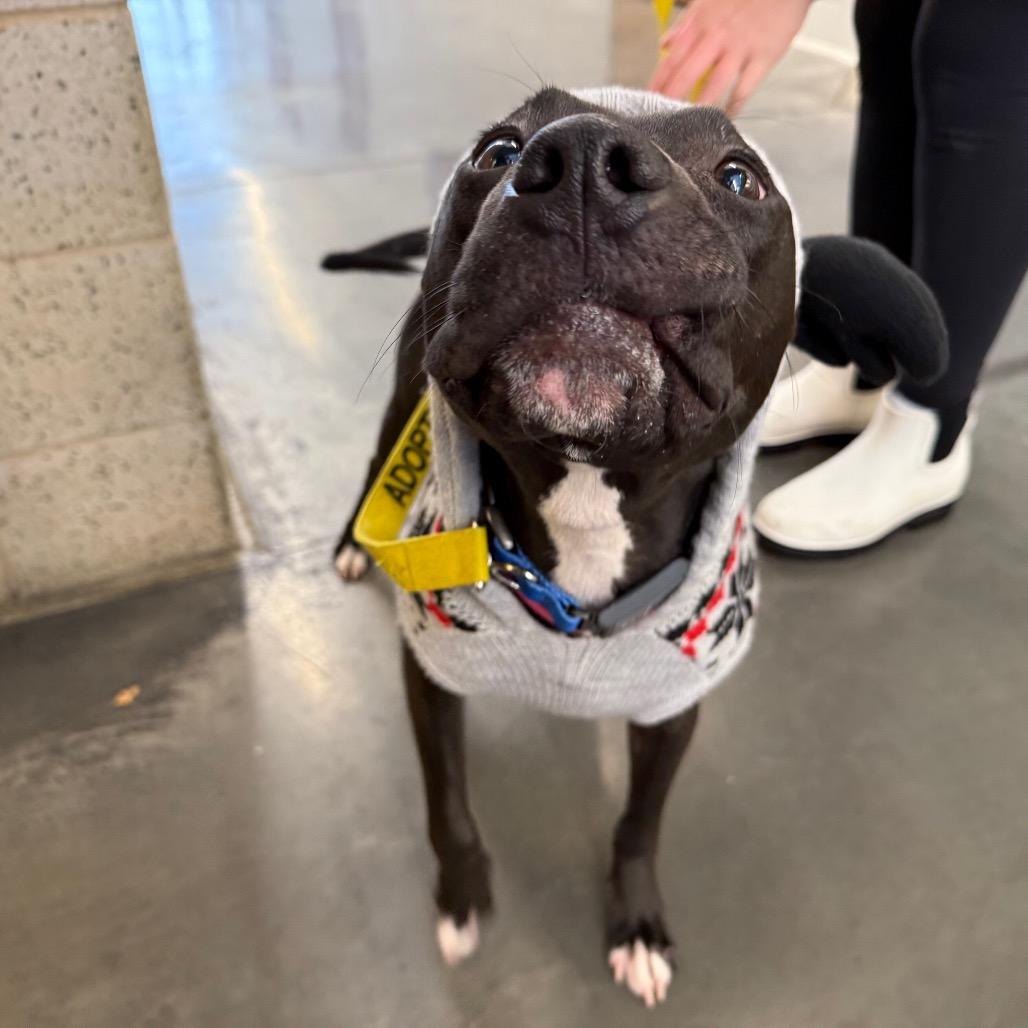 Enlarge Marge, a Adoptable Mixed Breed in Pittsburgh, PA image 4/6