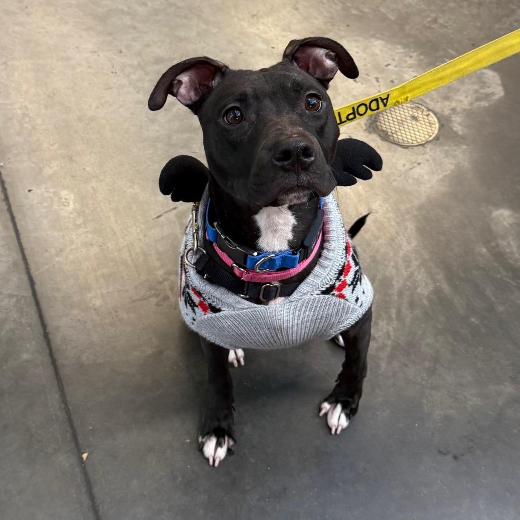 Enlarge Marge, a Adoptable Mixed Breed in Pittsburgh, PA image 5/6