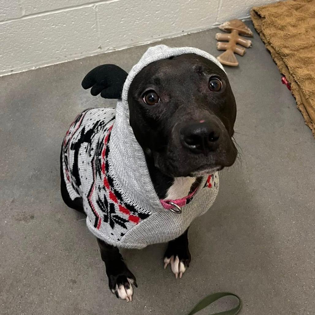 Enlarge Marge, a Adoptable Mixed Breed in Pittsburgh, PA image 6/6