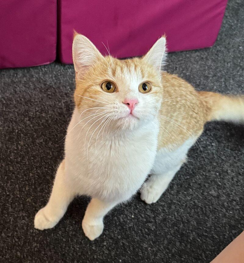 Brewsky, Adoptable, Young Male Domestic Short Hair.