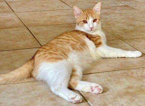 Poe, Adoptable, Young Male Domestic Short Hair.