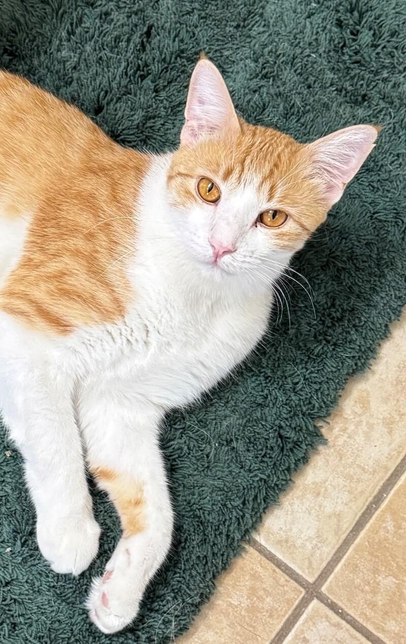 Enlarge Brewsky, a Adoptable mixed breed in Anthem, AZ image 3/6