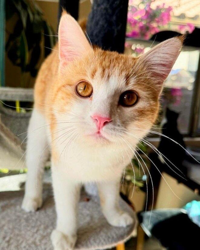 Enlarge Brewsky, a Adoptable mixed breed in Anthem, AZ image 4/6