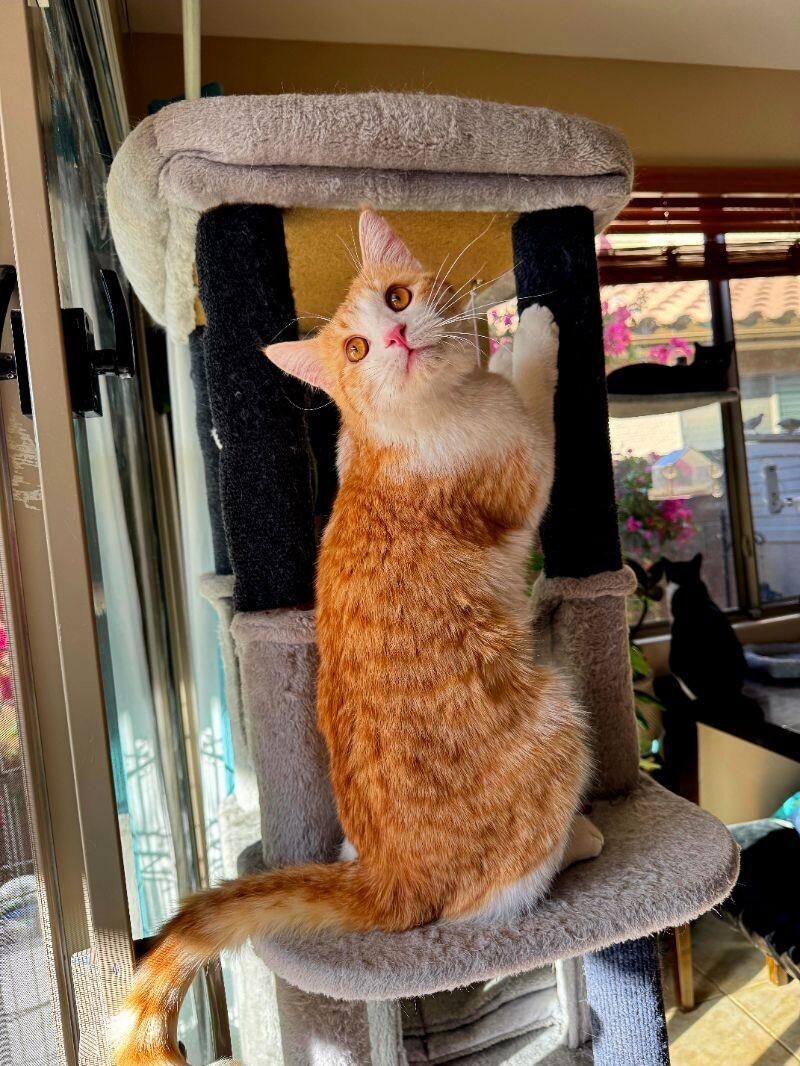 Enlarge Brewsky, a Adoptable mixed breed in Anthem, AZ image 5/6