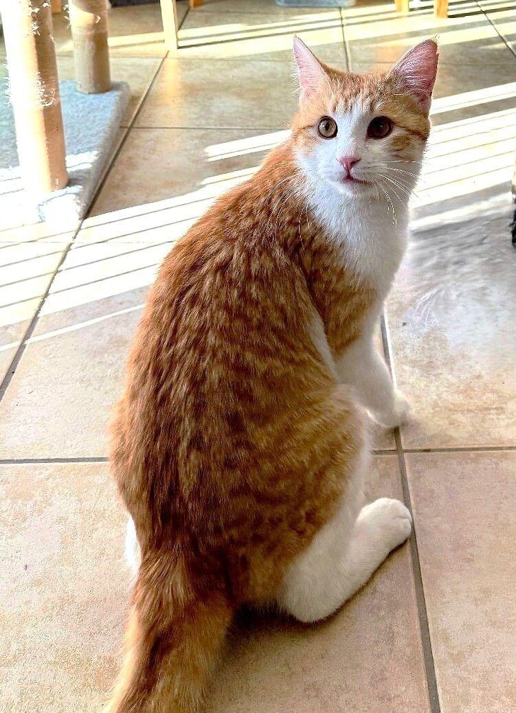 Enlarge Brewsky, a Adoptable mixed breed in Anthem, AZ image 6/6