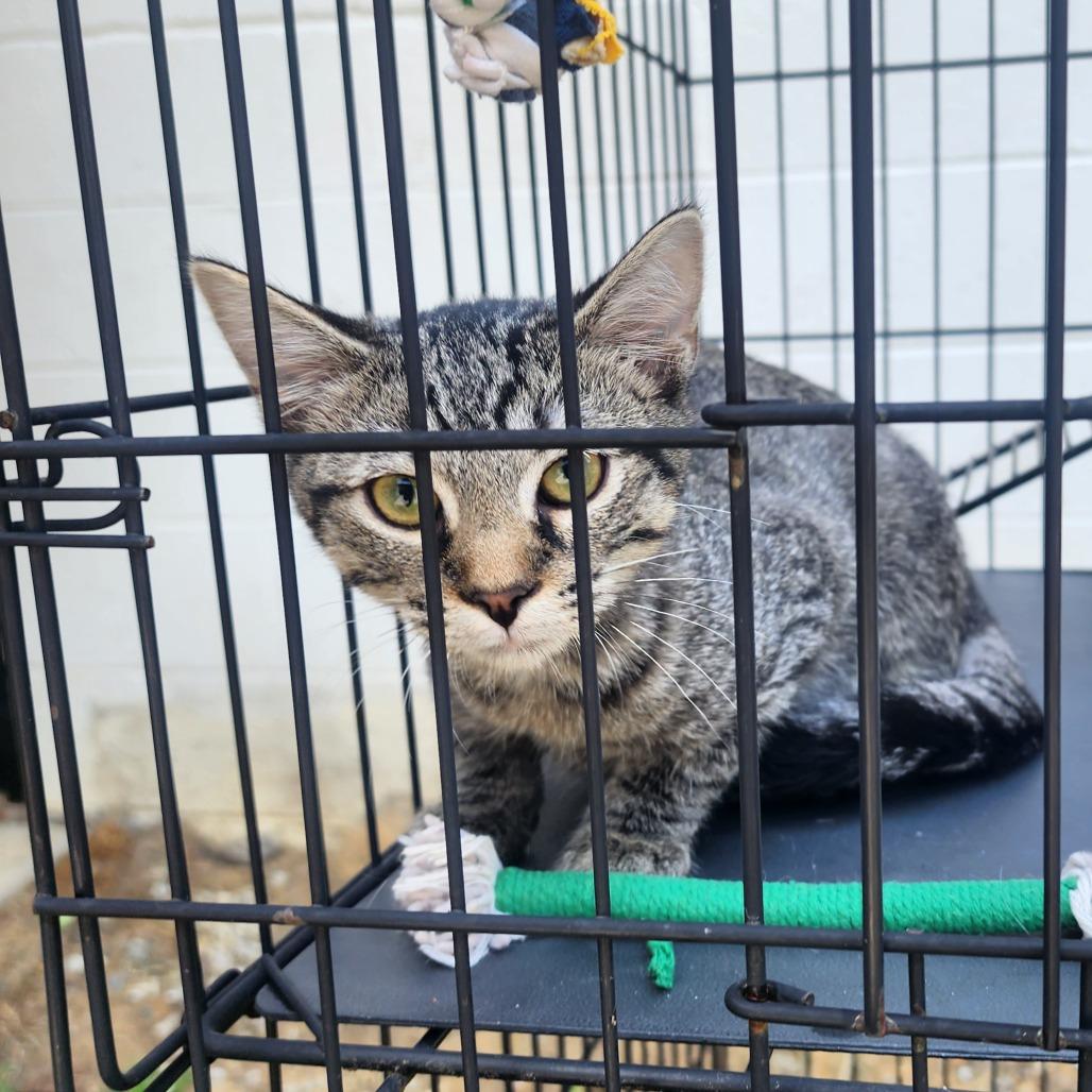 Trey, Adoptable, Kitten Male Domestic Short Hair.