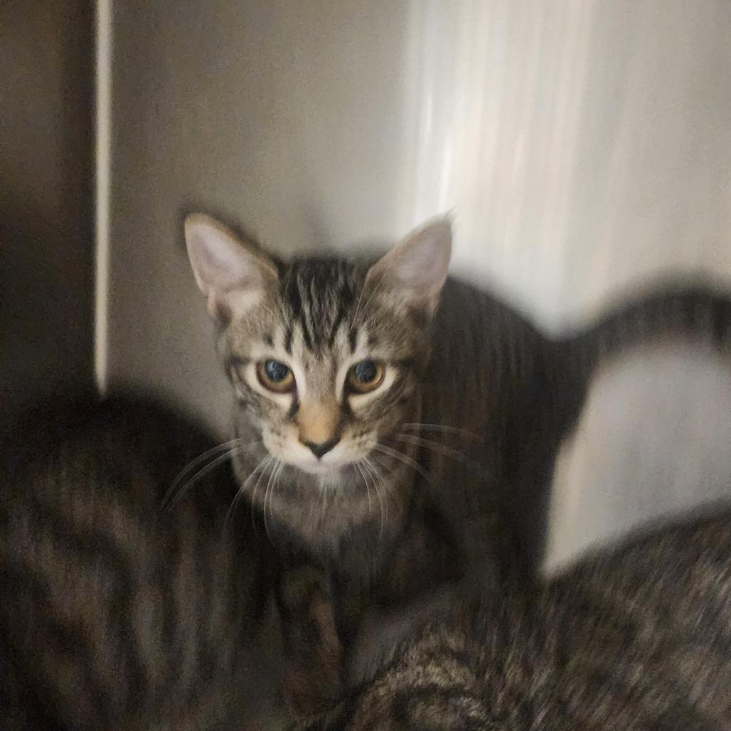 Trey, a Adoptable Domestic Short Hair in Evensville, TN image 3/6