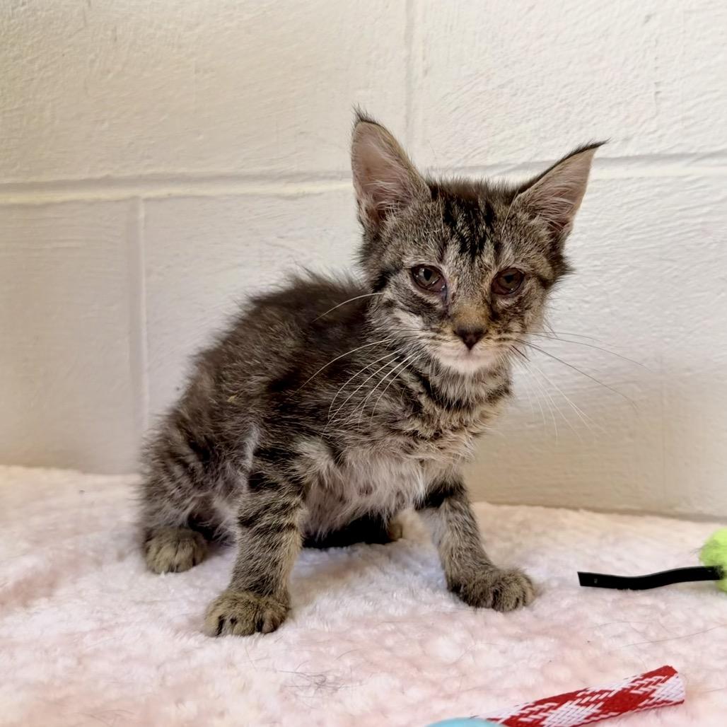 Trey, a Adoptable Domestic Short Hair in Evensville, TN image 2/4