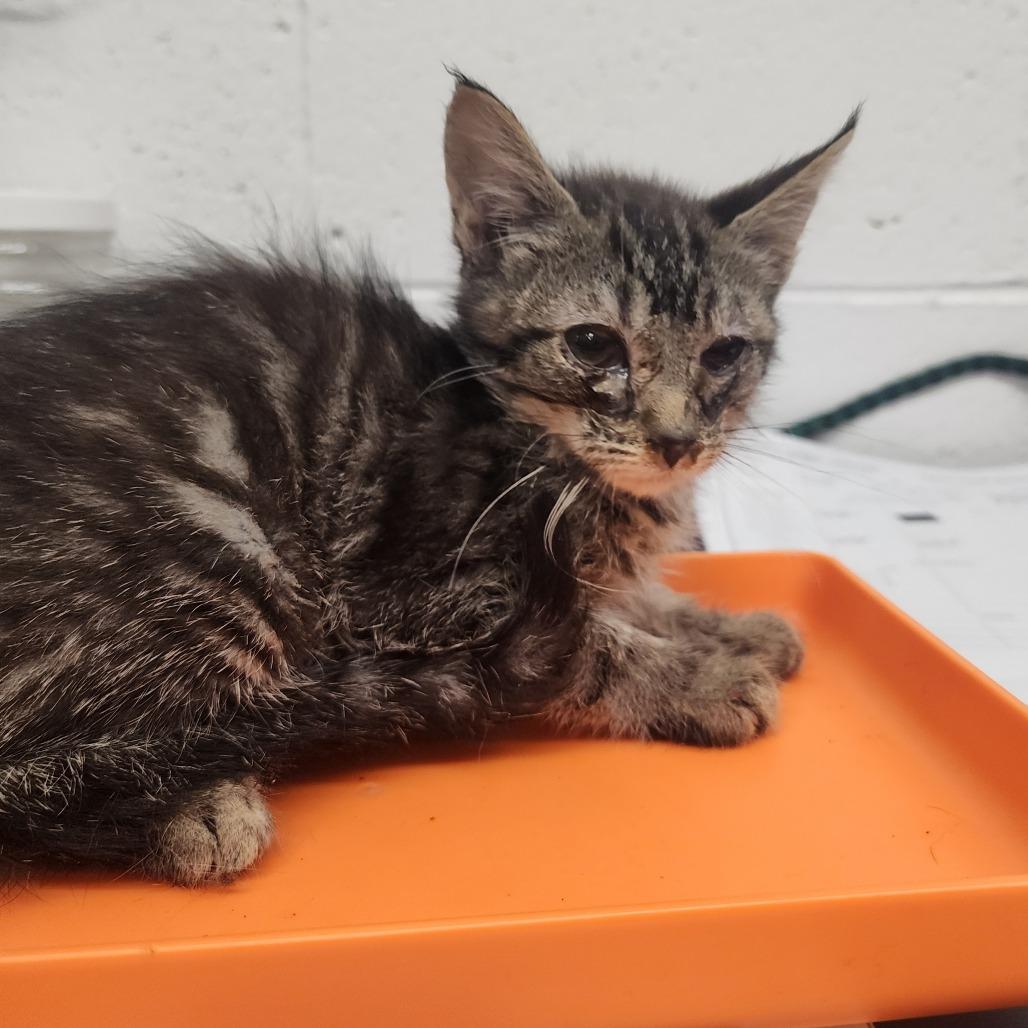Trey, a Adoptable Domestic Short Hair in Evensville, TN image 4/4