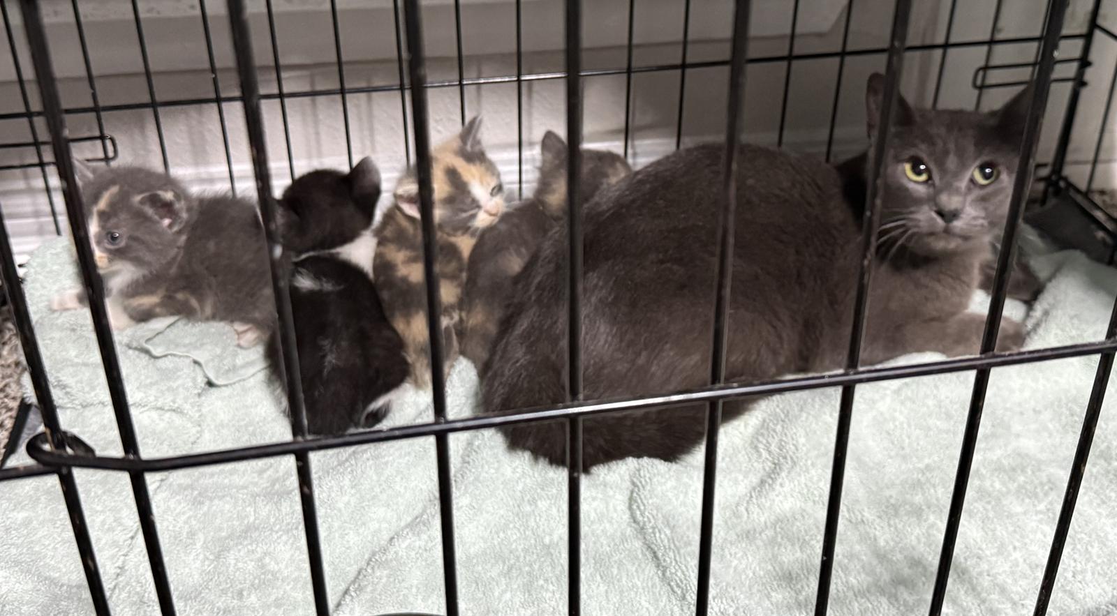 Enlarge Ares S., a Adoptable Domestic Short Hair in Frisco, TX image 1/3