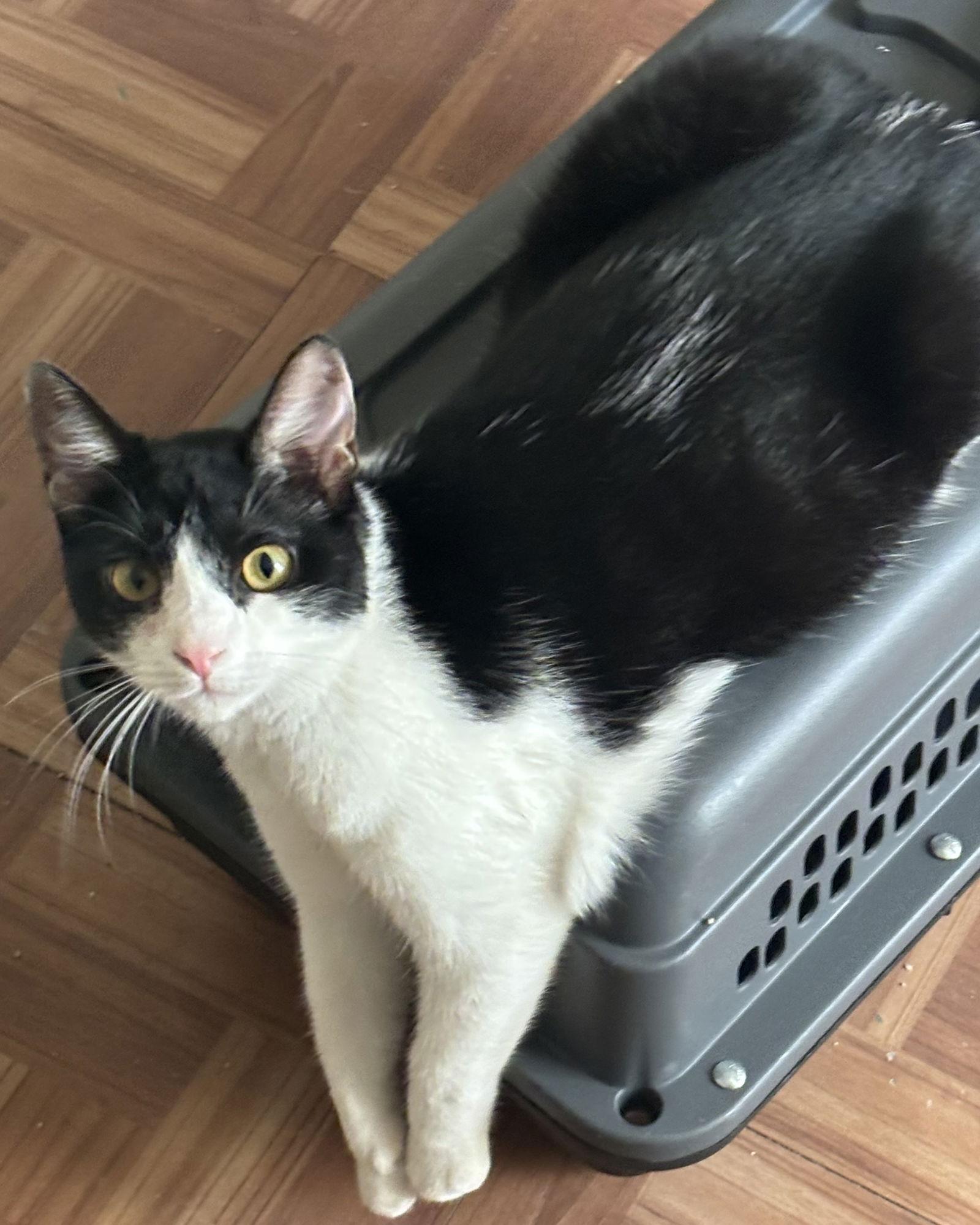 Enlarge Ares S., a Adoptable Domestic Short Hair in Frisco, TX image 2/3