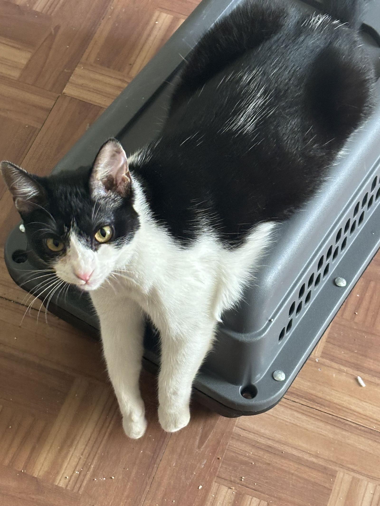 Enlarge Ares S., a Adoptable Domestic Short Hair in Frisco, TX image 3/3