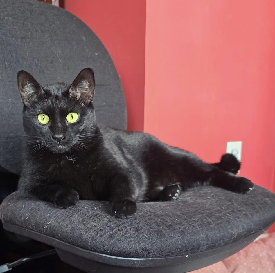 Onyx , ADOPTABLE, Adult Female Domestic Short Hair.