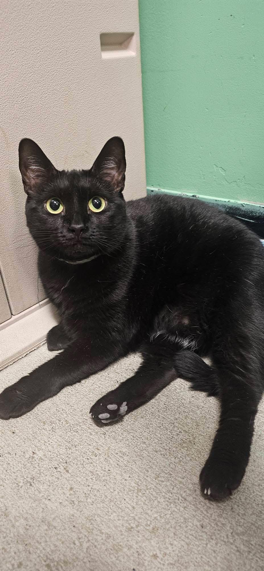 Enlarge Onyx , a ADOPTABLE Domestic Short Hair in Bensalem, PA image 5/5