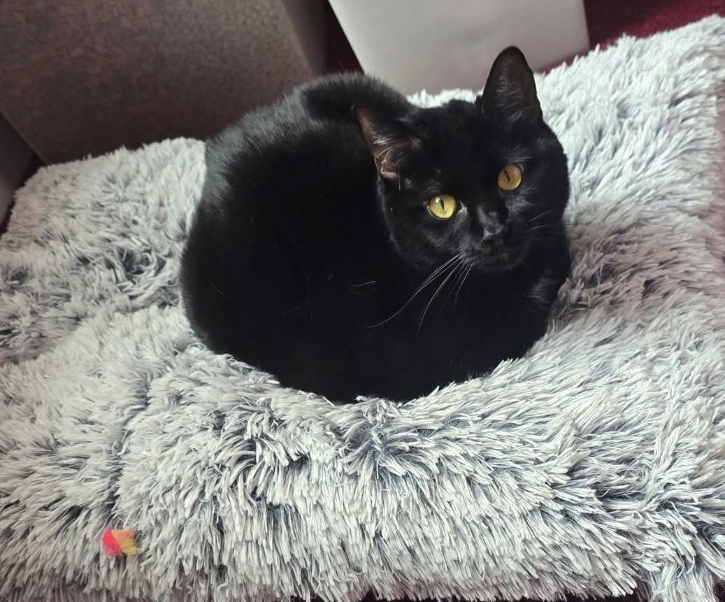 Enlarge Onyx , a ADOPTABLE Domestic Short Hair in Bensalem, PA image 2/4