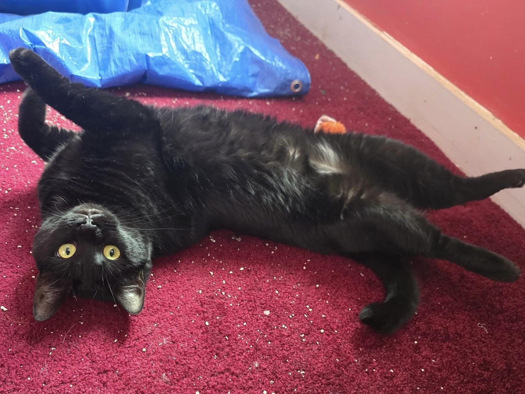 Enlarge Onyx , a ADOPTABLE Domestic Short Hair in Bensalem, PA image 3/4