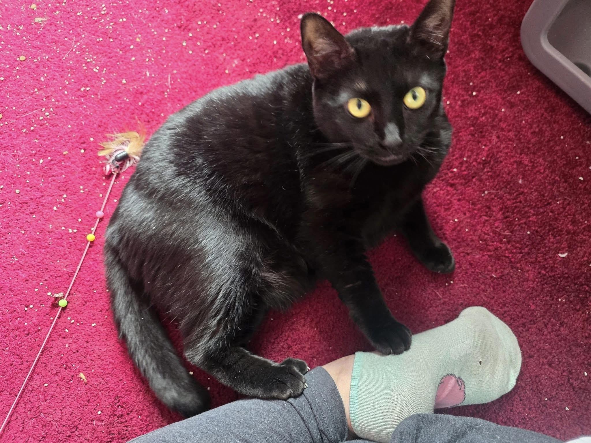 Enlarge Onyx , a ADOPTABLE Domestic Short Hair in Bensalem, PA image 4/4