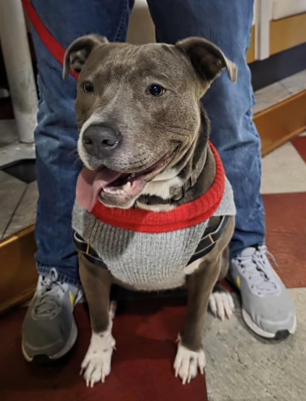 Wiggles, ADOPTABLE, Young Female American Staffordshire Terrier.