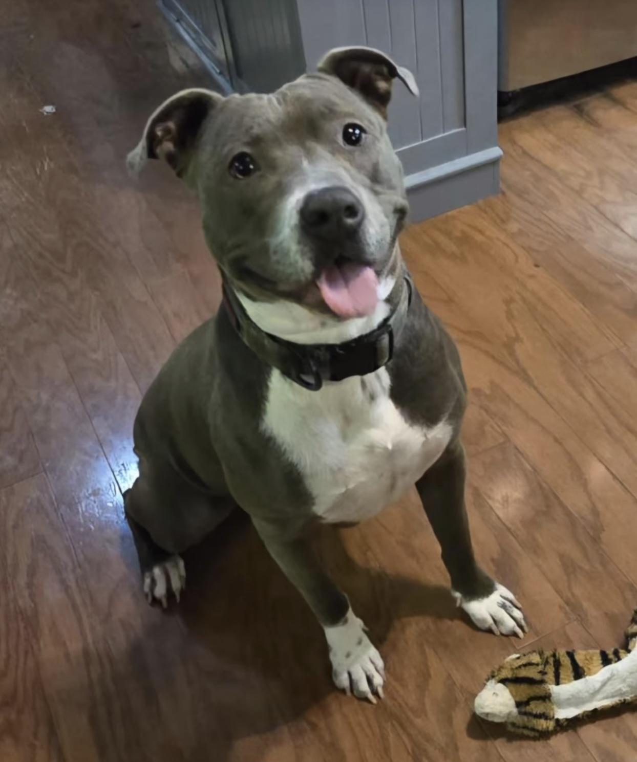 Enlarge Wiggles, a ADOPTABLE American Staffordshire Terrier in Nashville, TN image 4/5