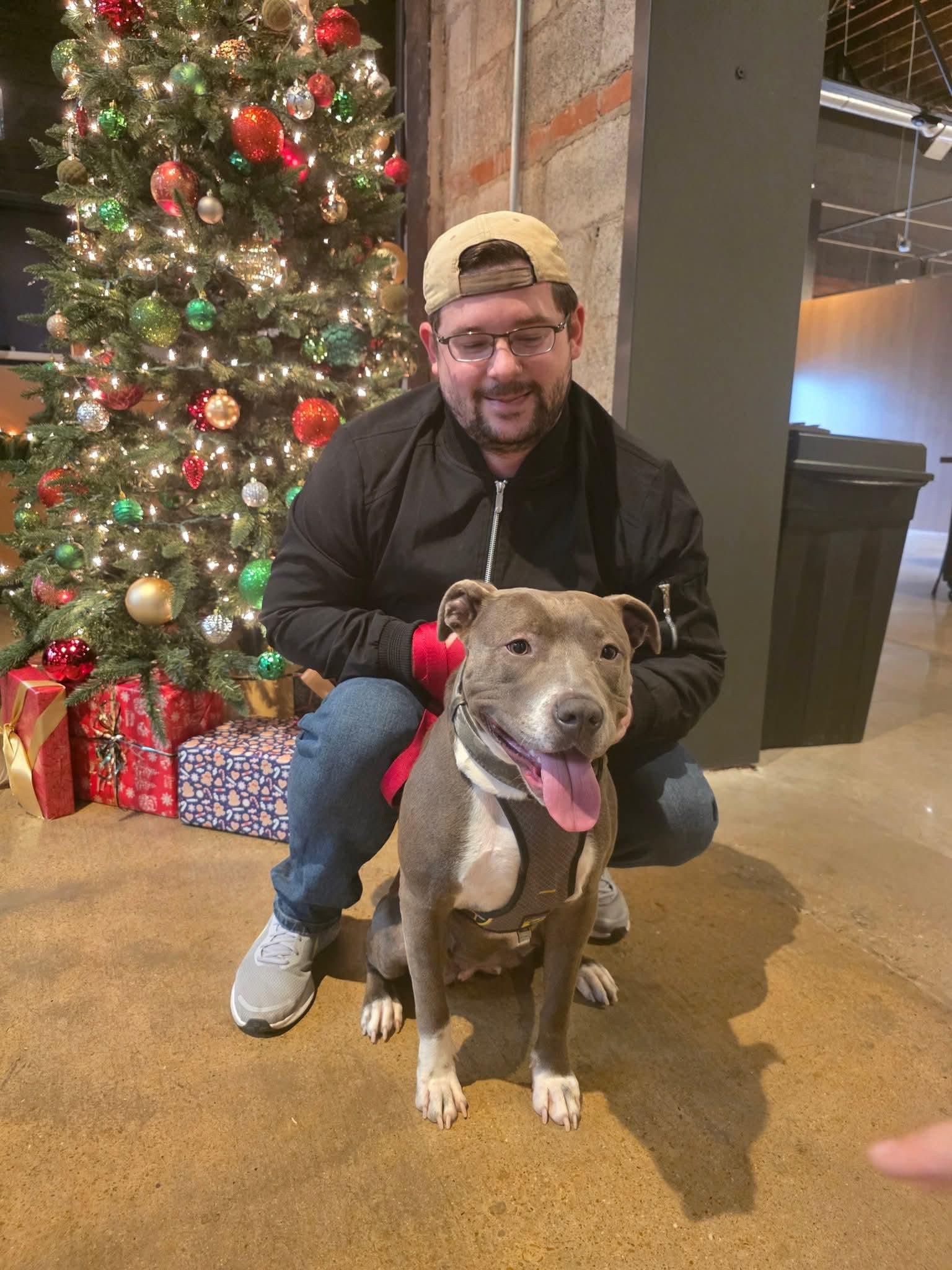 Enlarge Wiggles, a ADOPTABLE American Staffordshire Terrier in Nashville, TN image 2/5