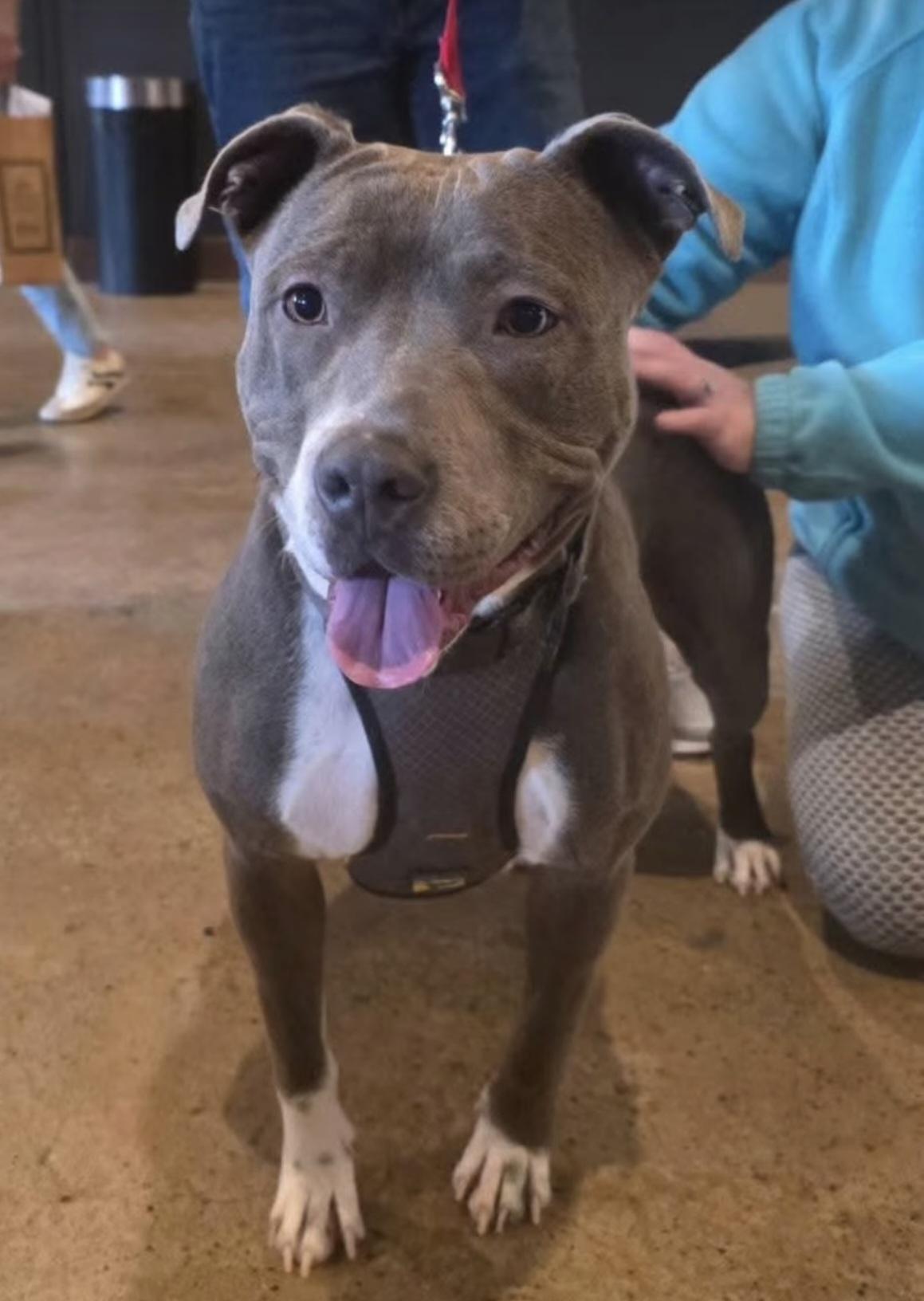 Enlarge Wiggles, a ADOPTABLE American Staffordshire Terrier in Nashville, TN image 3/5