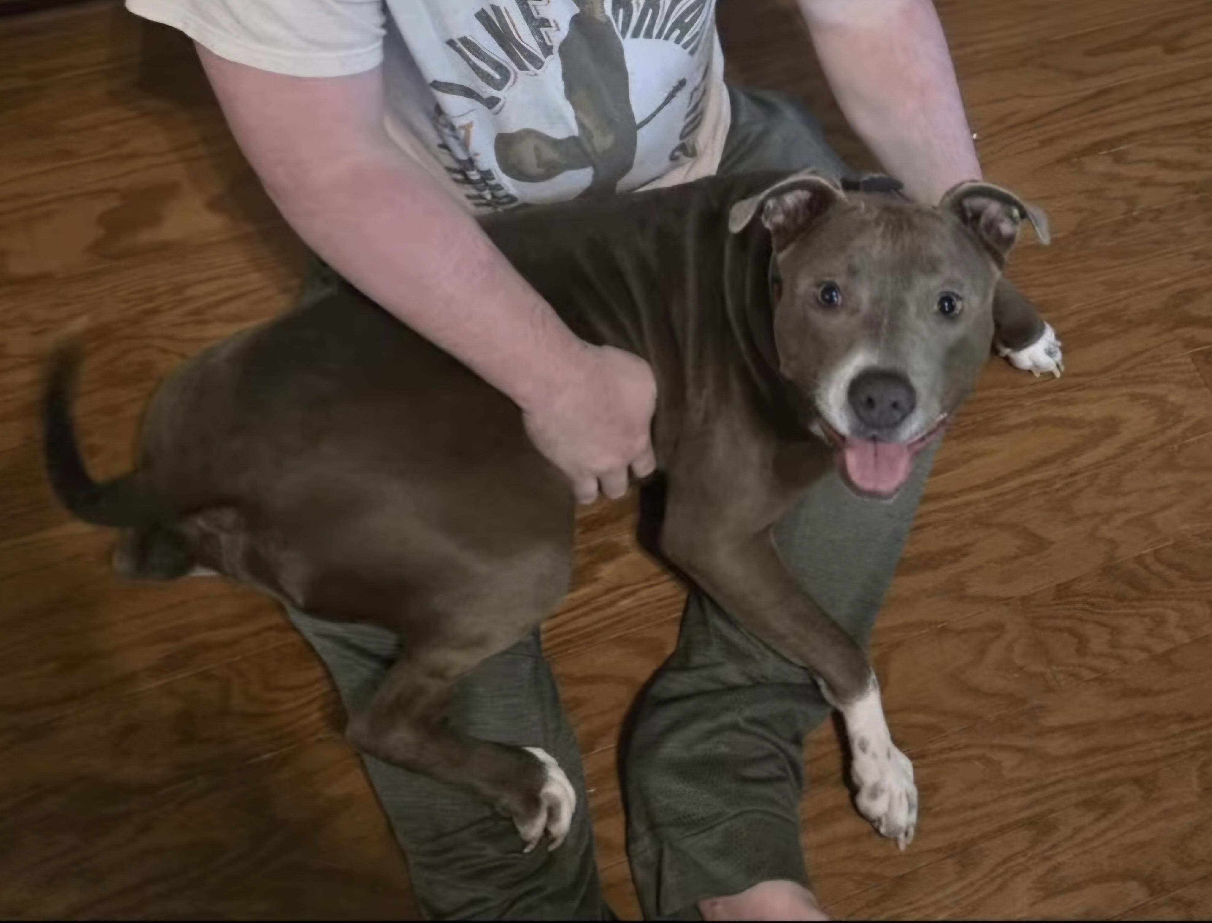 Enlarge Wiggles, a ADOPTABLE American Staffordshire Terrier in Nashville, TN image 5/5