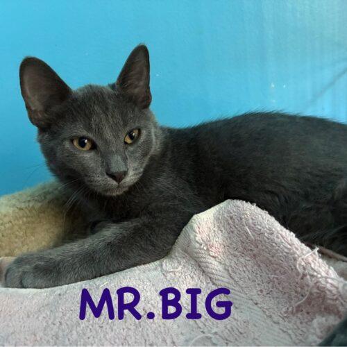 Enlarge Mr. Big, a Adoptable Domestic Short Hair in Kenosha, WI image 1/2