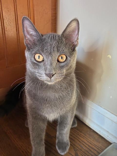 Enlarge Mr. Big, a Adoptable Domestic Short Hair in Kenosha, WI image 2/2
