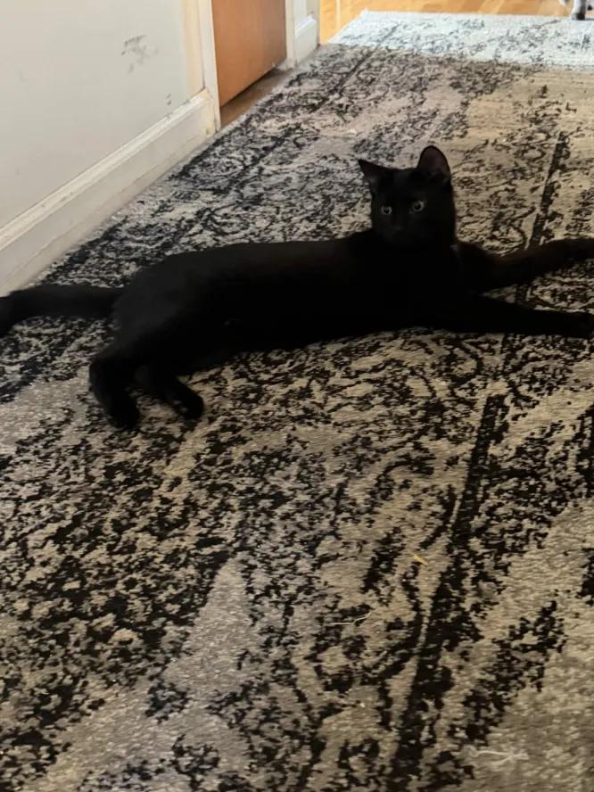 Enlarge Gloves, a Adoptable Domestic Short Hair in Weehawken, NJ image 5/6