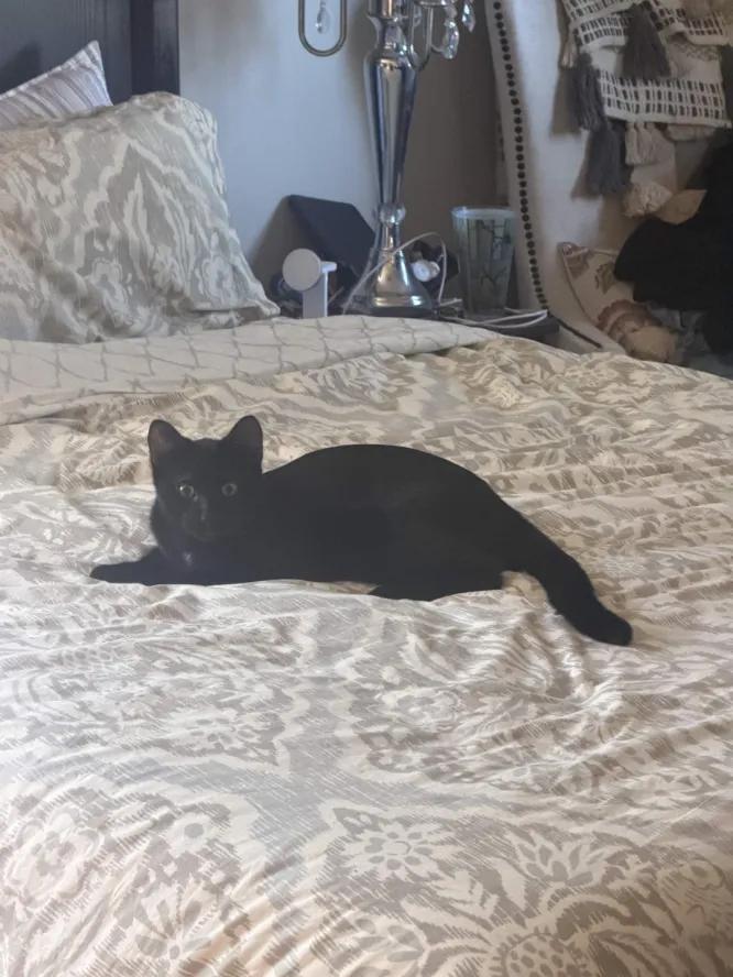 Enlarge Gloves, a Adoptable Domestic Short Hair in Weehawken, NJ image 6/6