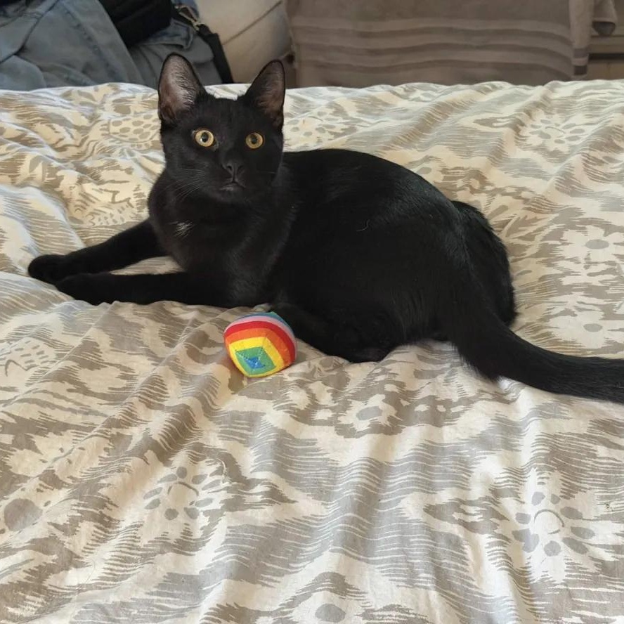 Gloves, Adoptable, Young Male Domestic Short Hair.