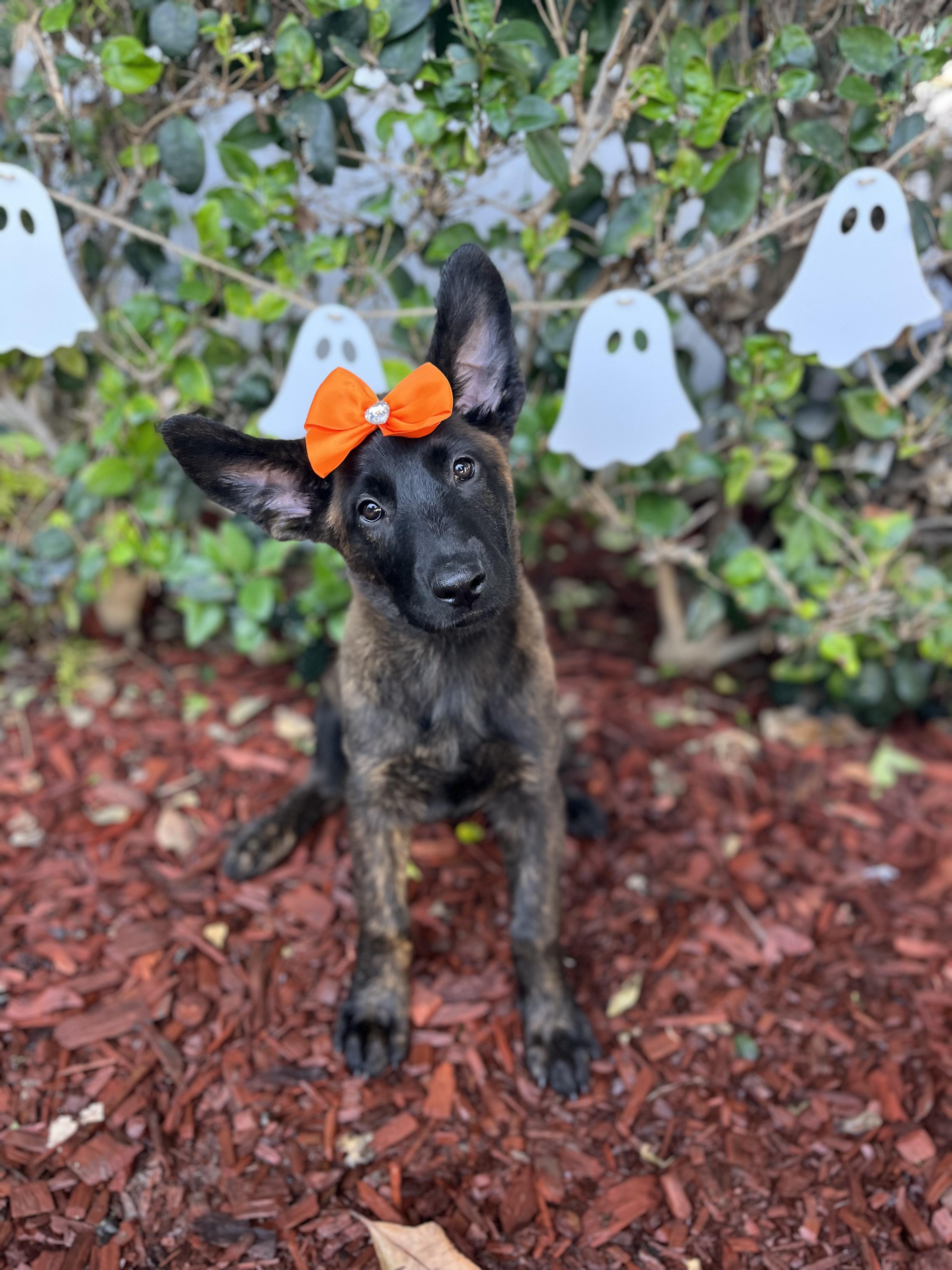 Enlarge Jasmine, a Adoptable Dutch Shepherd in South El Monte, CA image 5/5