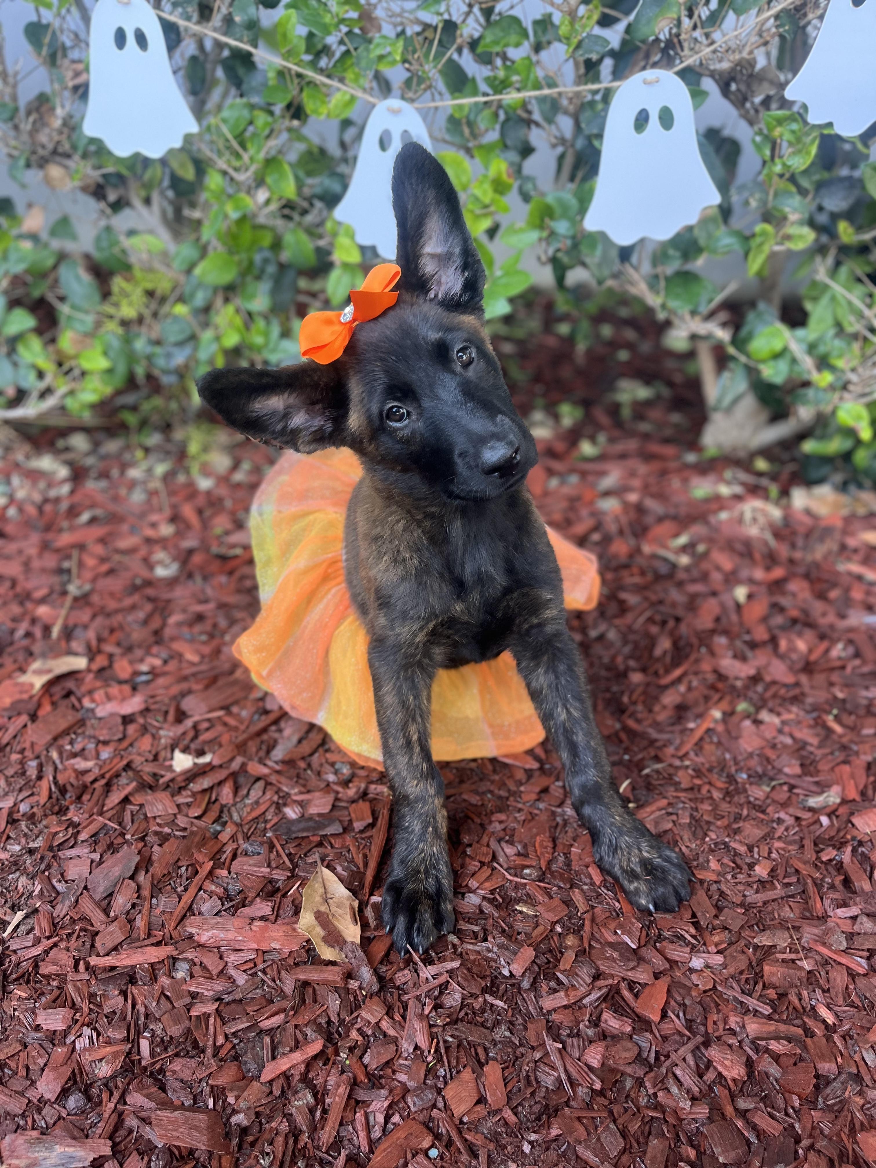 Enlarge Jasmine, a Adoptable Dutch Shepherd in South El Monte, CA image 4/5