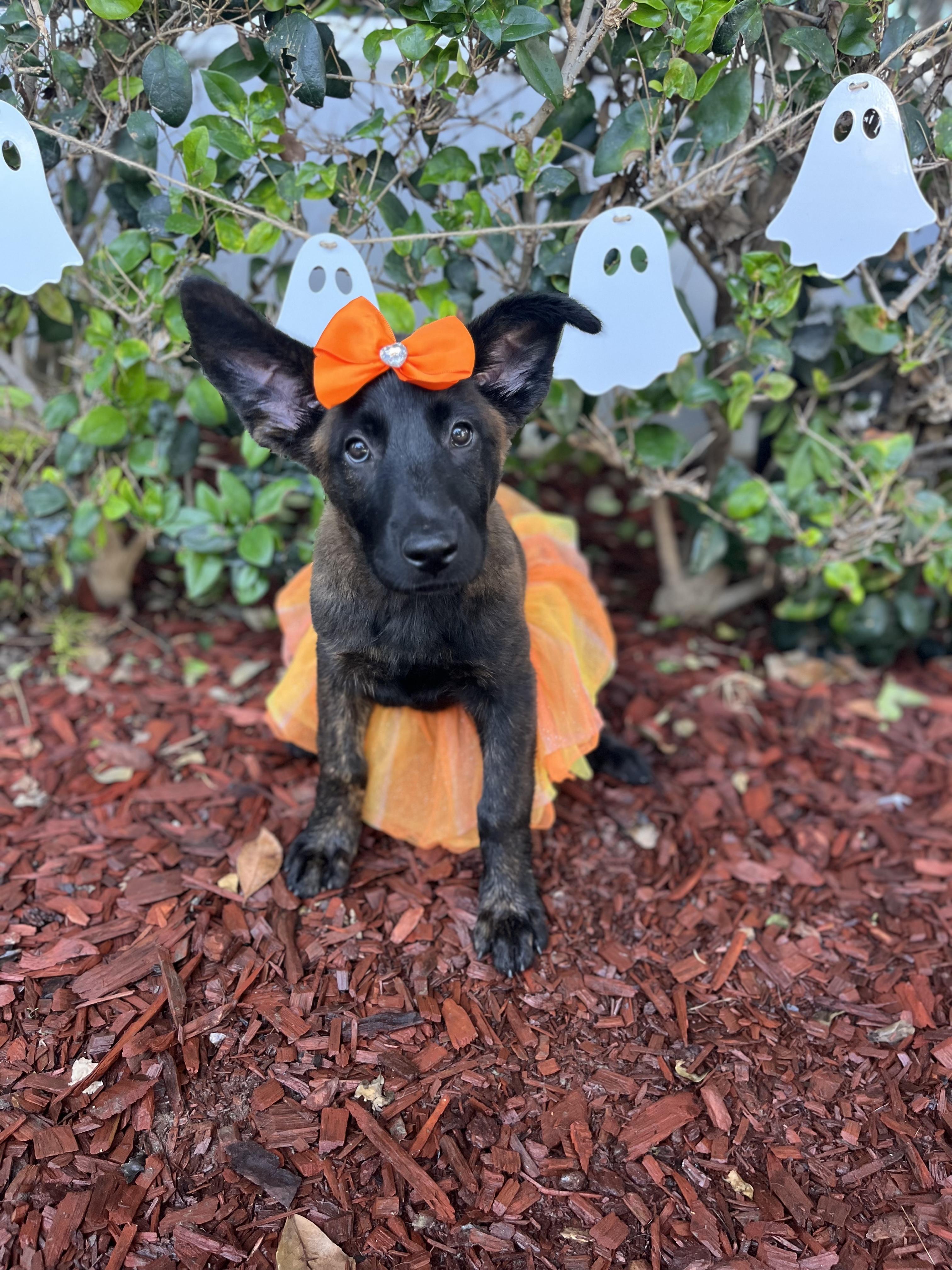 Enlarge Jasmine, a Adoptable Dutch Shepherd in South El Monte, CA image 1/5