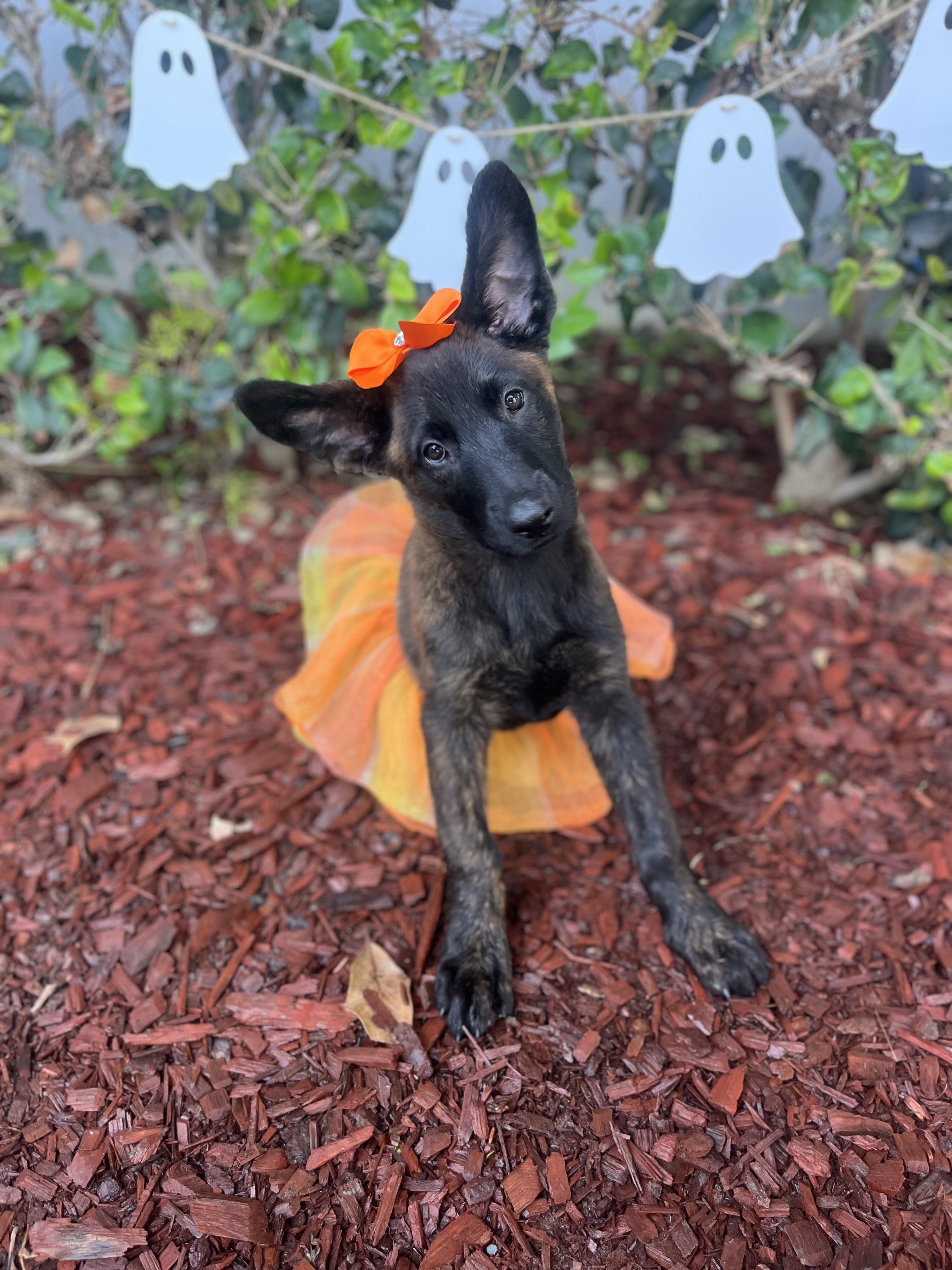 Enlarge Jasmine, a Adoptable Dutch Shepherd in South El Monte, CA image 2/5