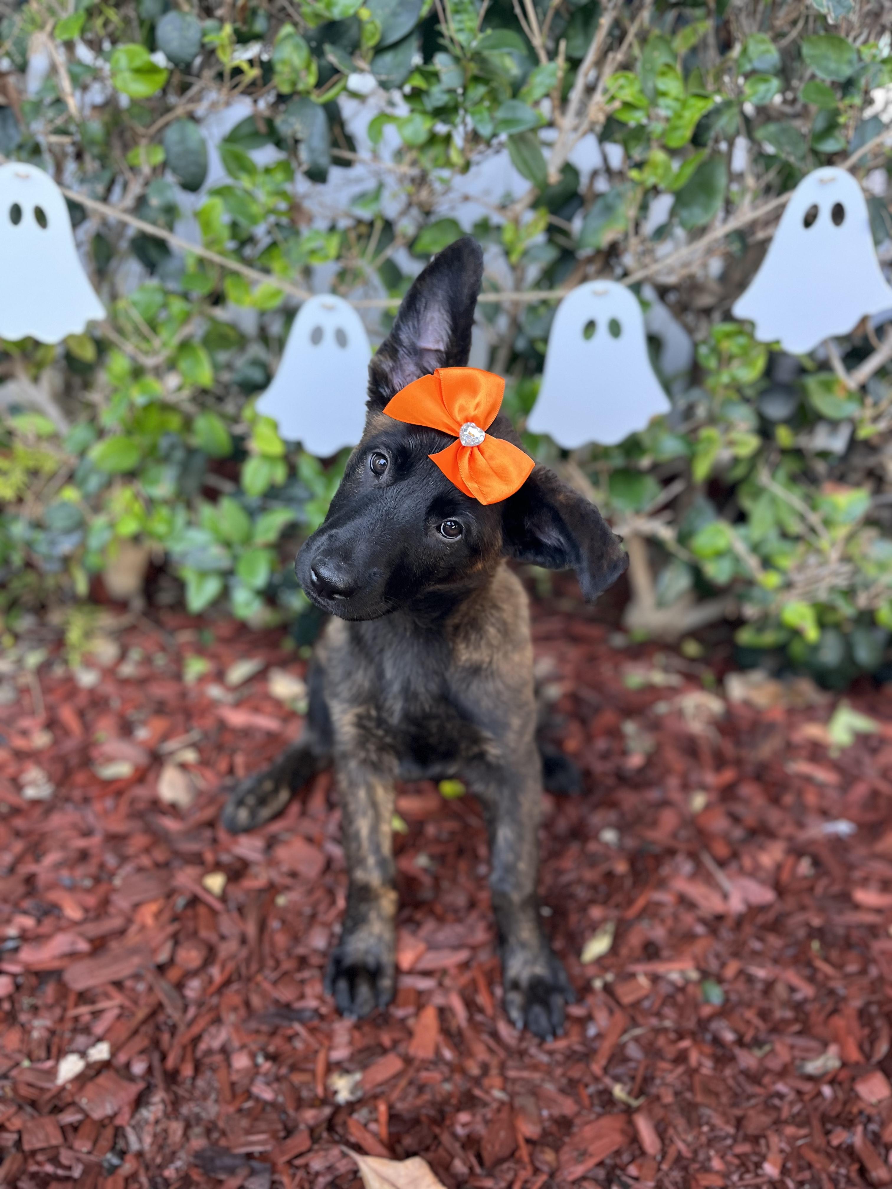 Enlarge Jasmine, a Adoptable Dutch Shepherd in South El Monte, CA image 3/5
