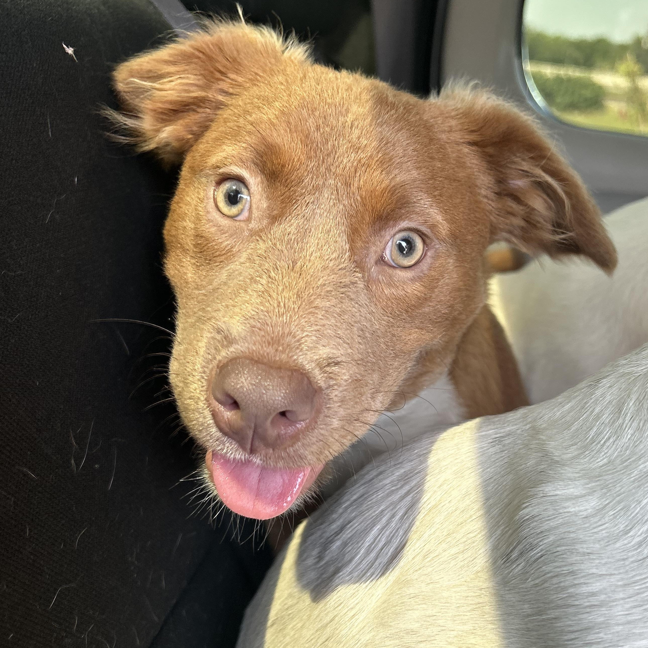 Yuri, Baby Female Vizsla