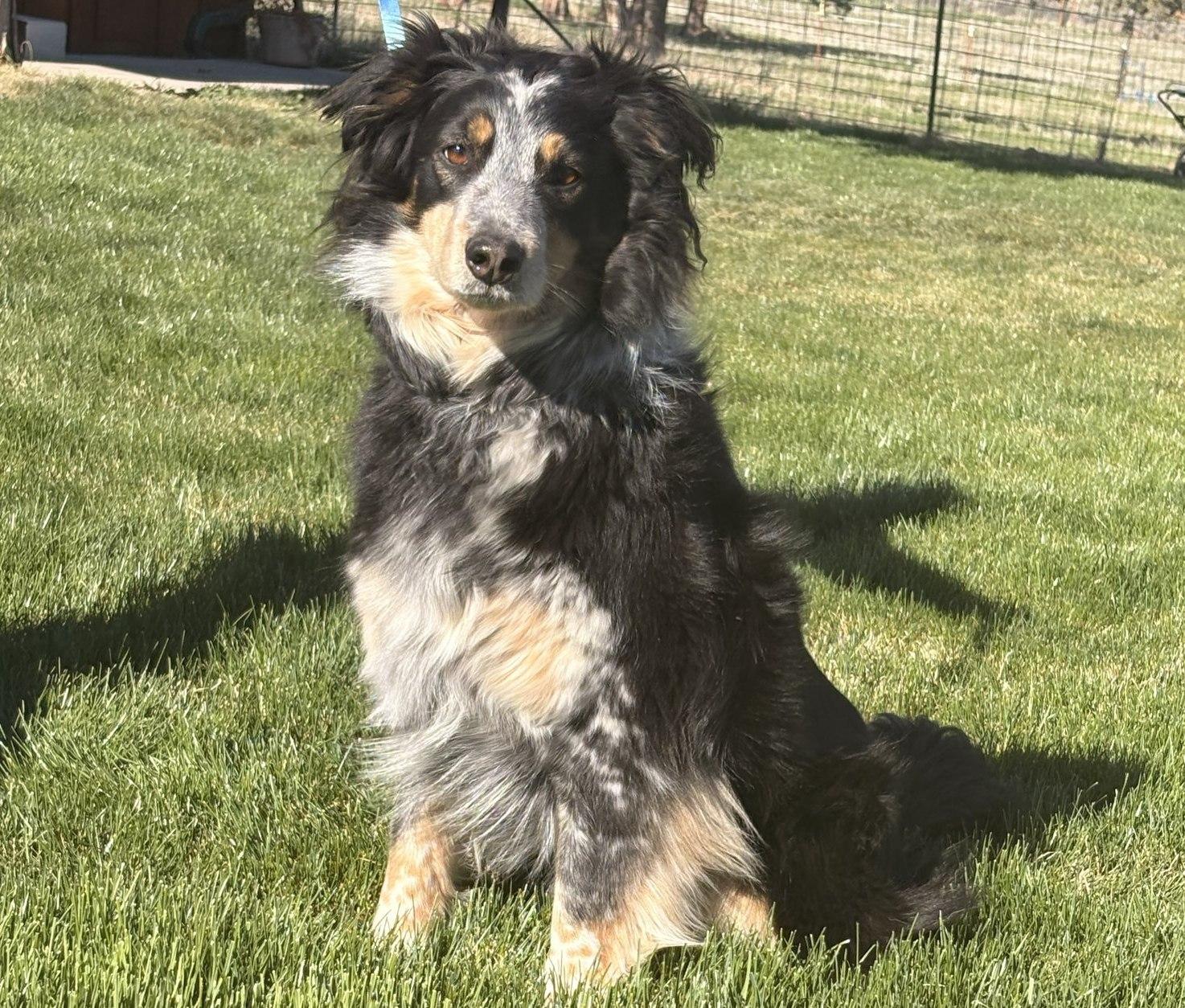 Enlarge Jango, a ADOPTABLE Border Collie in Bend, OR image 1/4