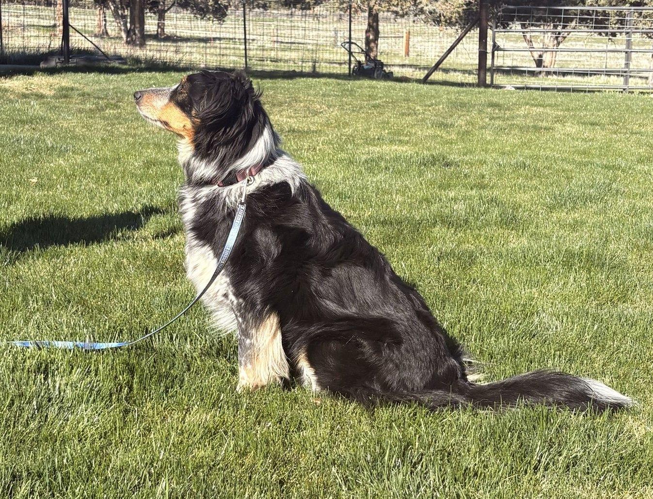 Enlarge Jango, a ADOPTABLE Border Collie in Bend, OR image 3/4