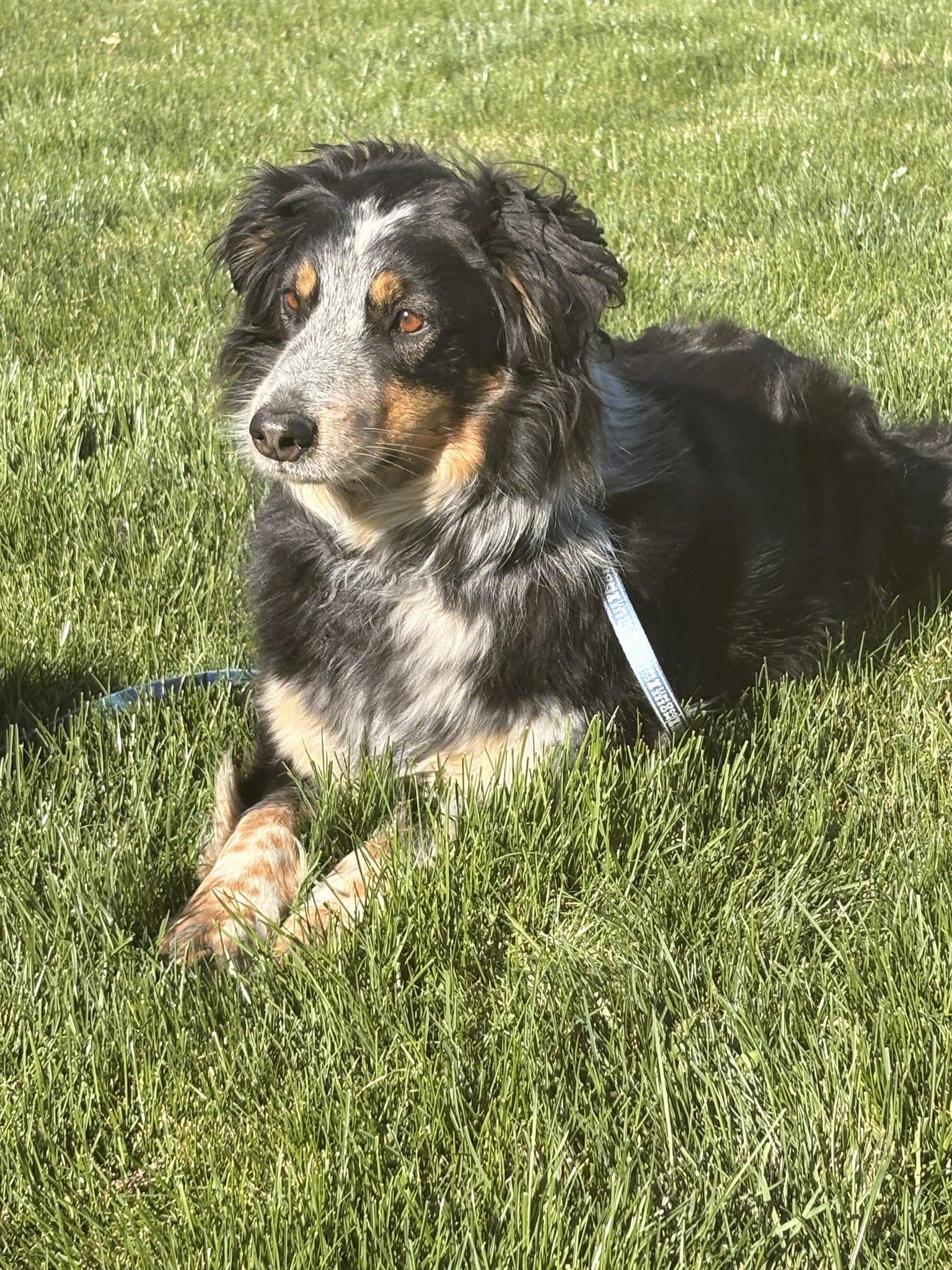 Enlarge Jango, a ADOPTABLE Border Collie in Bend, OR image 2/4
