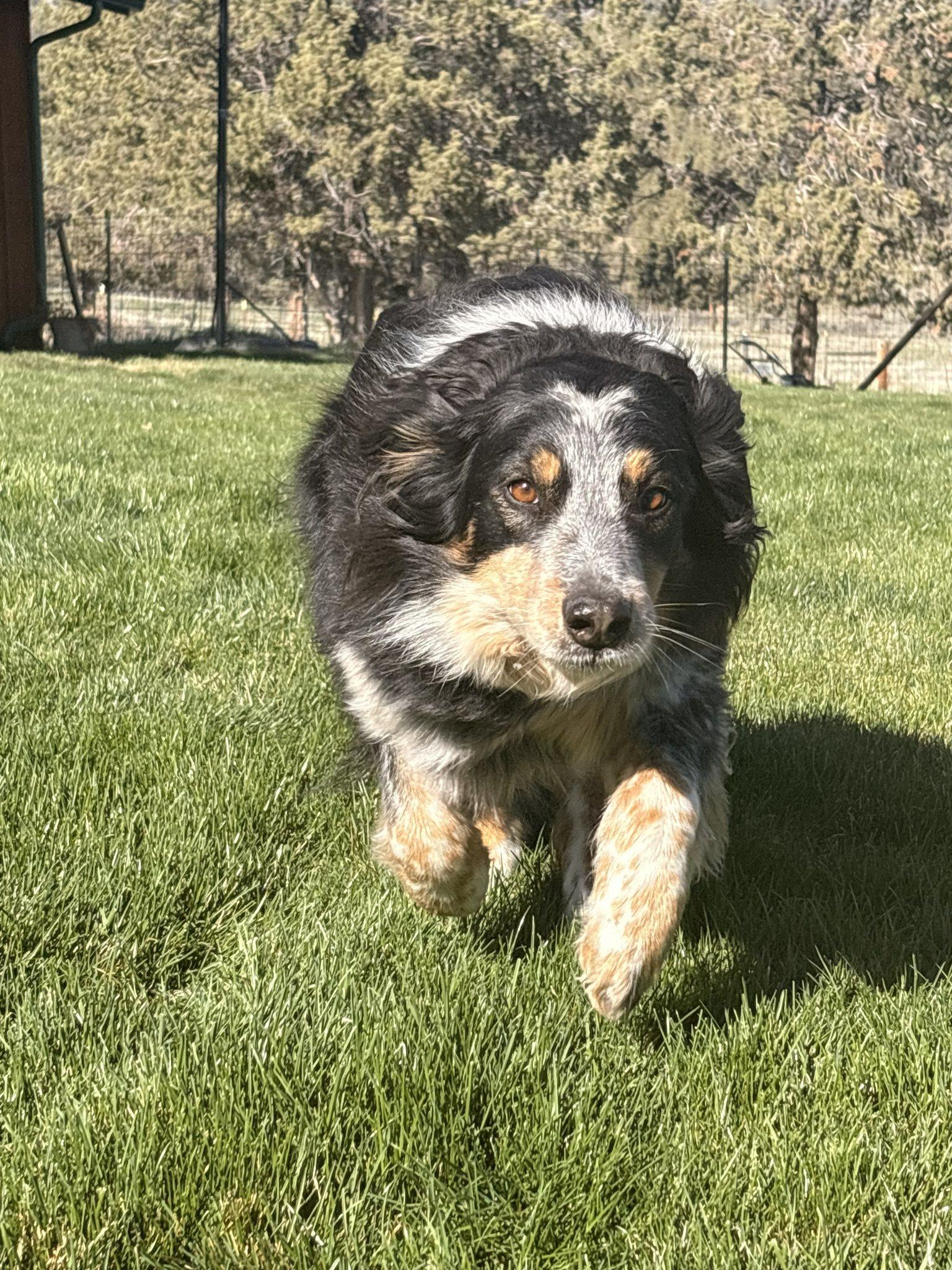 Enlarge Jango, a ADOPTABLE Border Collie in Bend, OR image 4/4