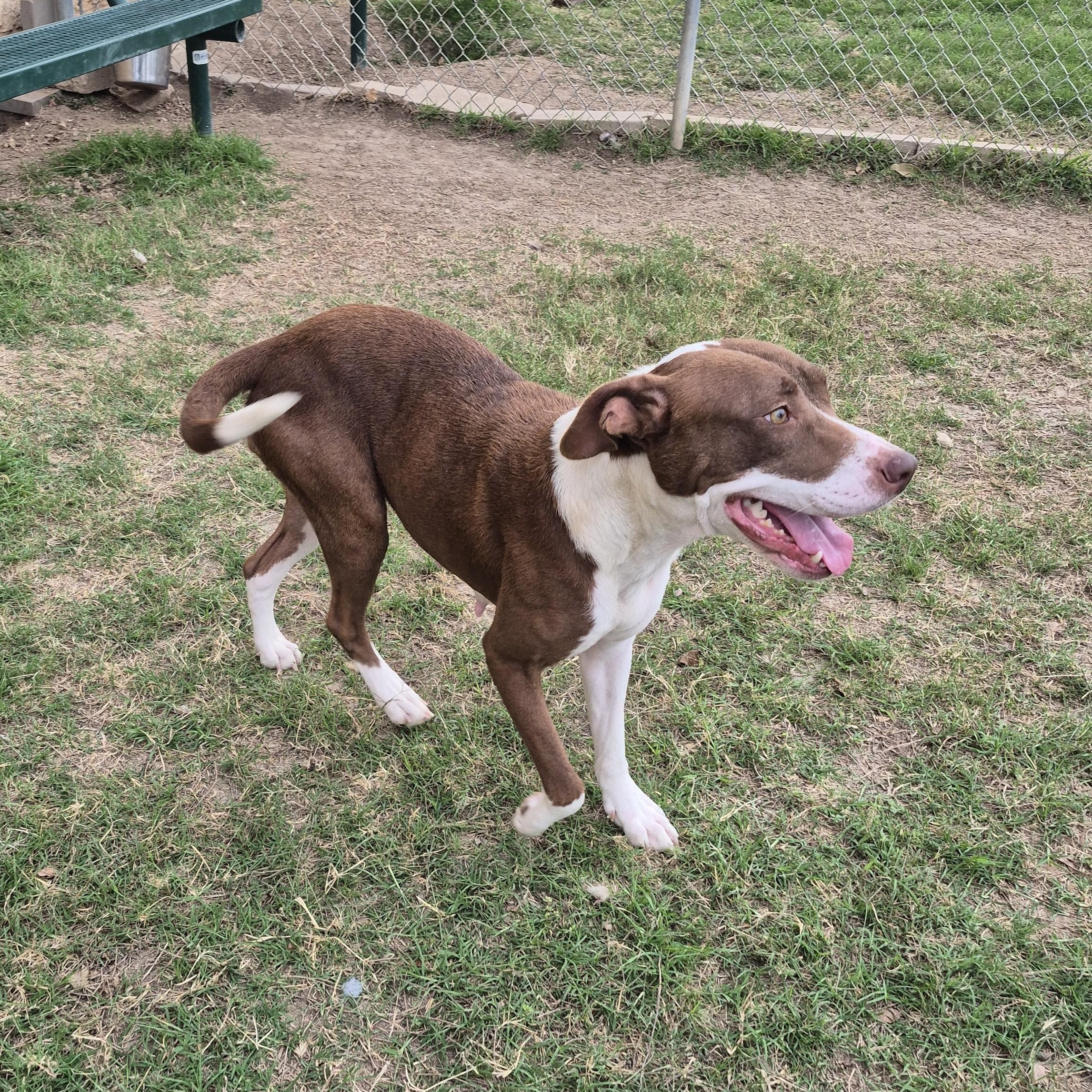 Emu, a ADOPTABLE mixed breed in Schertz, TX image 2/3
