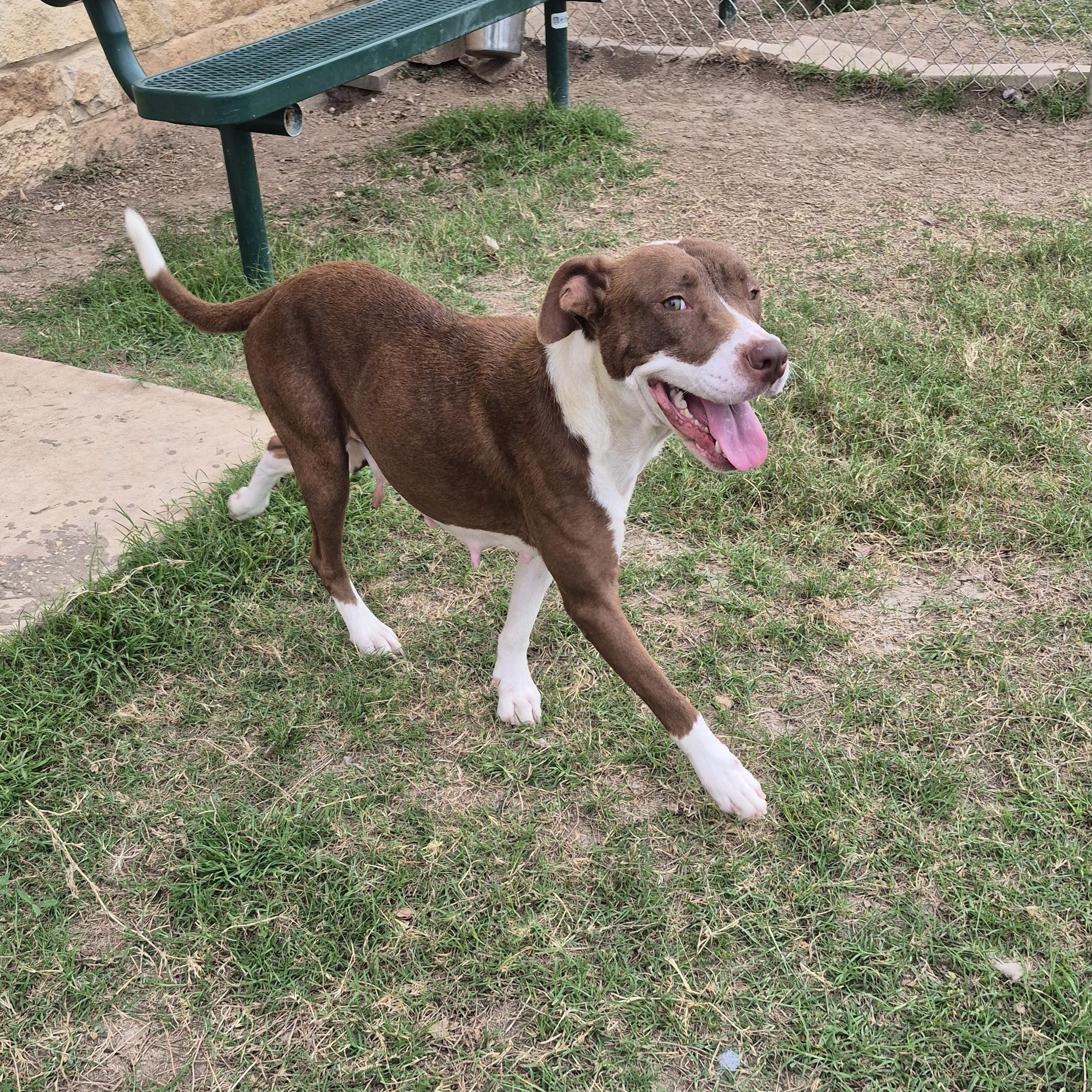 Emu, a ADOPTABLE mixed breed in Schertz, TX image 3/3