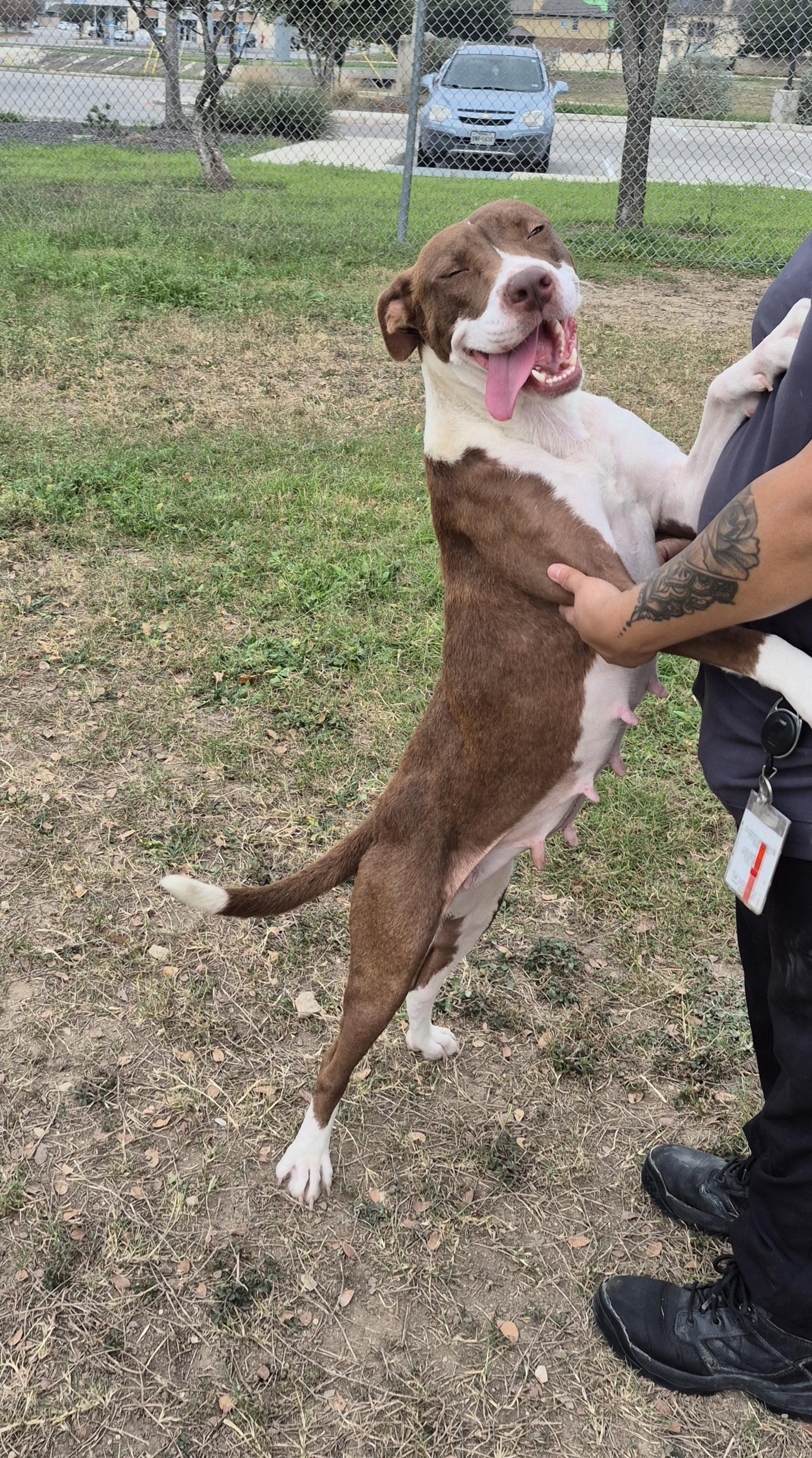 Emu, ADOPTABLE, Adult Female Pit Bull Terrier.