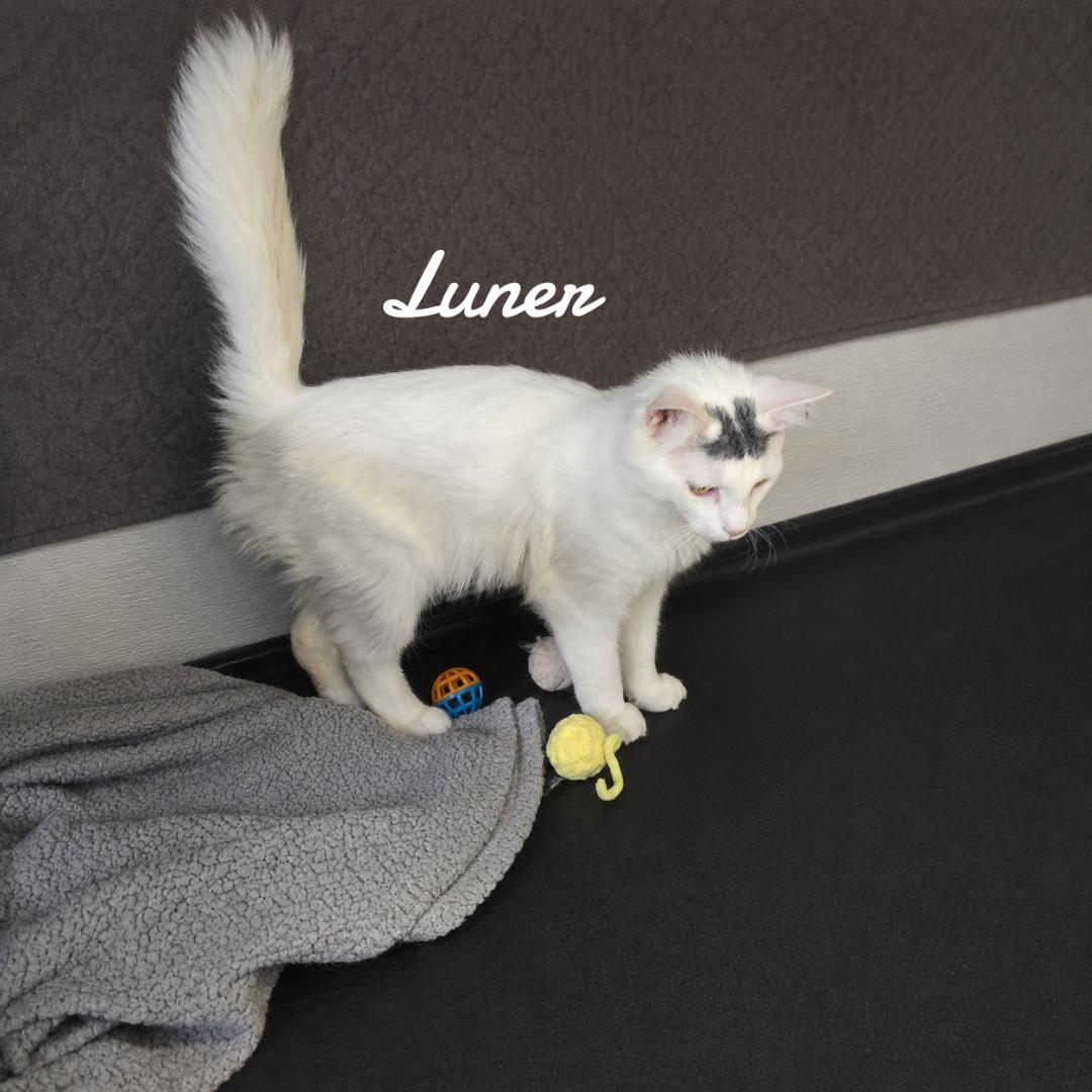 Luner, Adoptable, Young Male Domestic Medium Hair.