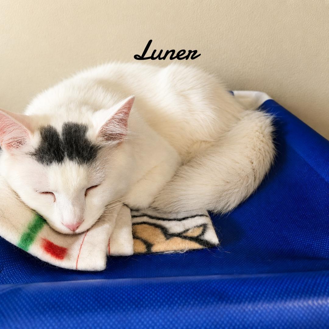 Enlarge Luner, a Adoptable Domestic Medium Hair in Naugatuck, CT image 2/3
