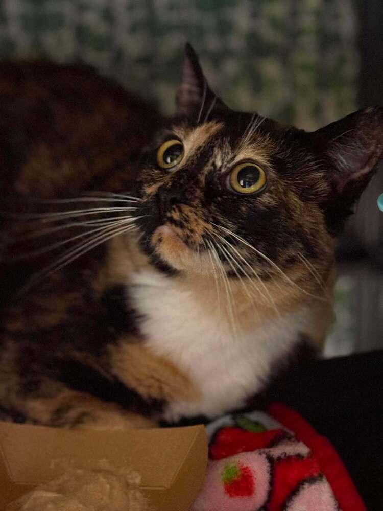 Enlarge Gorgeous Orchard, a Adoptable Domestic Short Hair in Mount Laurel, NJ image 2/5